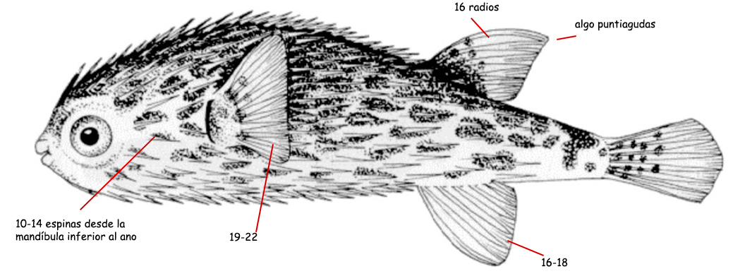 Diodon eydouxii_01.jpg